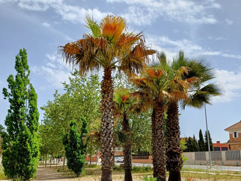 "Palmeras en Los Rosales" Mari Luz Belda